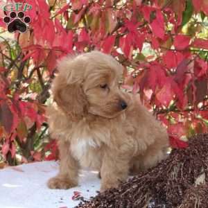 Checkers, Cavapoo Puppy